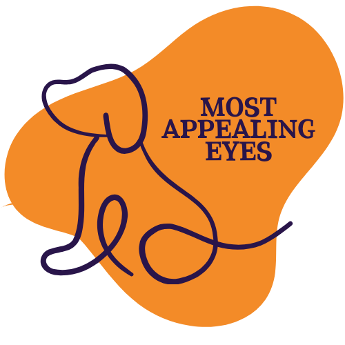 Dog Show Classes - Most Appealing Eyes