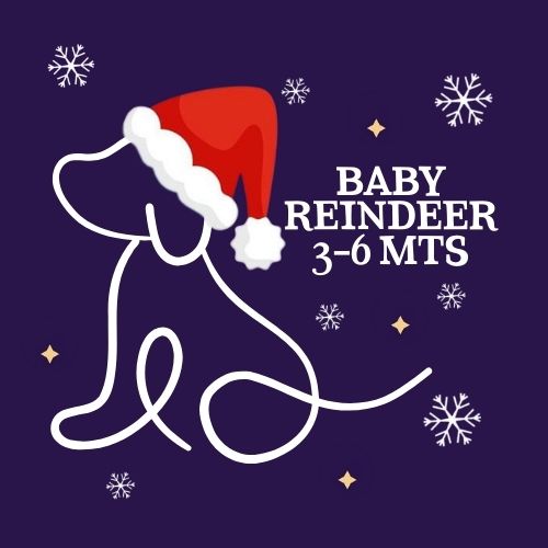 The Jingle Bell Dog Show - Baby Reindeer 3-6 mts