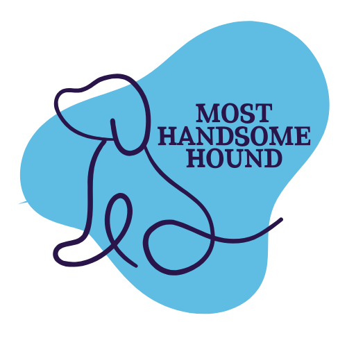 Dog Show Classes - Most Handsome Hound