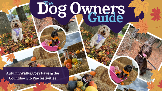 🐾Autumn Walks, Cosy Paws & the Countdown to Pawfestivities 🍁