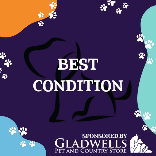 Dog Show Classes - Best Condition