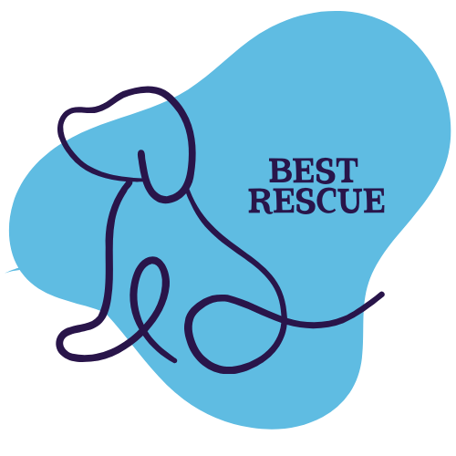 Dog Show Classes - Best Rescue