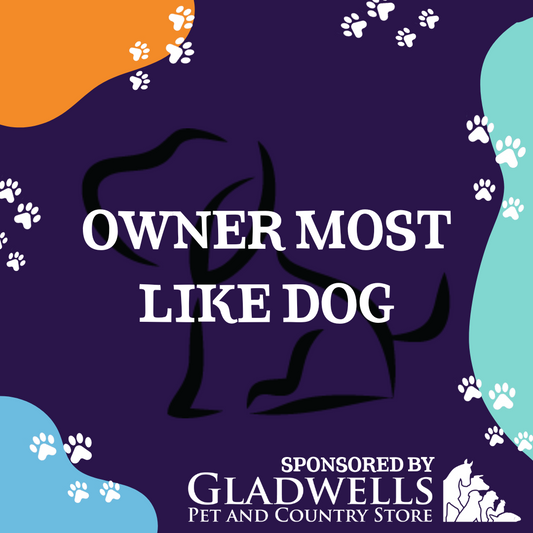 Dog Show Classes - Owner Most Like Dog