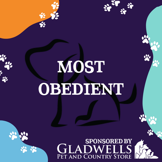 Dog Show Classes - Most Obedient