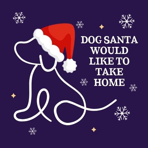 The Jingle Bell Dog Show - Dog Santa Would Like To Take Home