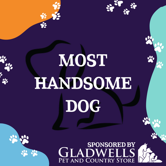 Dog Show Classes - Most Handsome Dog