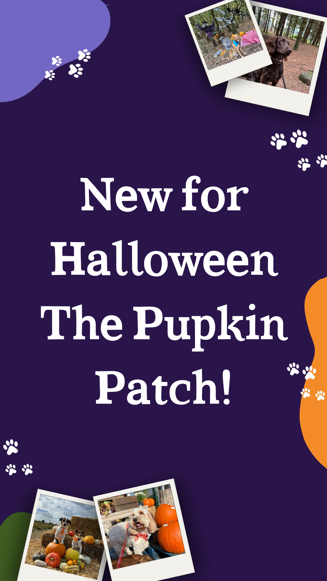 New_for_Halloween_The_Pupkin_Patch